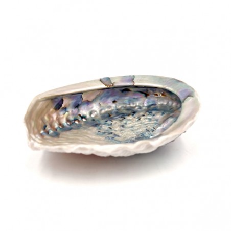 Conchiglia Abalone