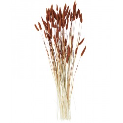 Lagurus ovatus