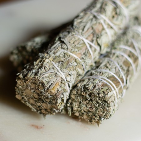 Artemisia