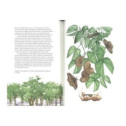 Libro Il giro del mondo in 80 alberi