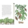 Libro Il giro del mondo in 80 alberi